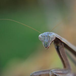 Praying Mantis
