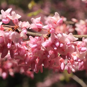 Pink Redbud Tree