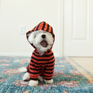 May include: A small white dog wearing a red and black striped hoodie. The dog is sitting on a colorful rug.