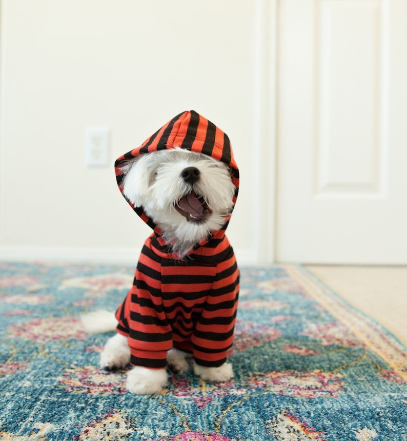 May include: A small white dog wearing a red and black striped hoodie. The dog is sitting on a colorful rug.