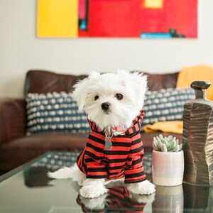 May include: A small white dog wearing a red and black striped hoodie sits on a glass coffee table in a living room. The dog is looking directly at the camera.