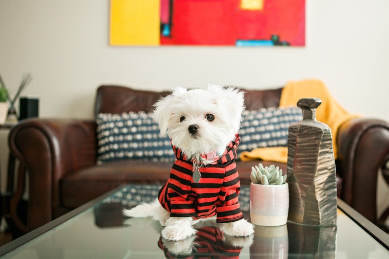 May include: A small white dog wearing a red and black striped hoodie sits on a glass coffee table in a living room. The dog is looking directly at the camera.