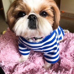 May include: A small, white and brown Shih Tzu dog wearing a blue and white striped shirt, sitting on a pink fluffy rug.