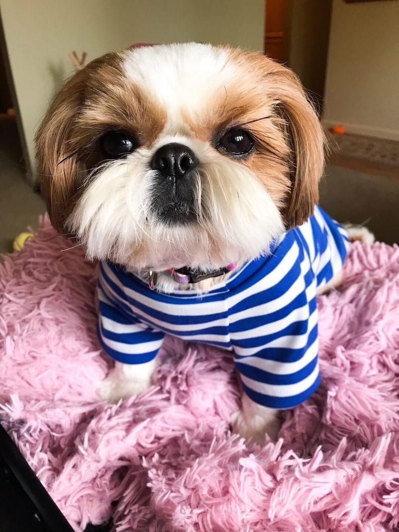 May include: A small, white and brown Shih Tzu dog wearing a blue and white striped shirt, sitting on a pink fluffy rug.