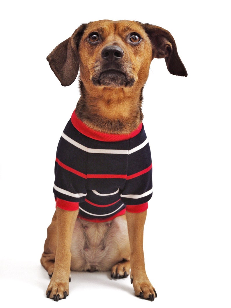 Puede incluir: Un perro marr&oacute;n y negro con un su&eacute;ter a rayas azules y rojas, sentado y mirando hacia arriba.