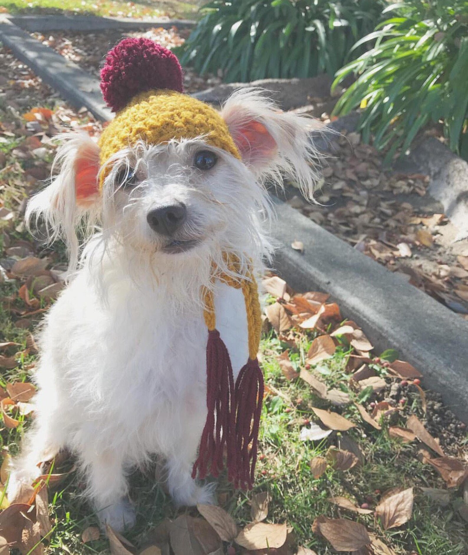 Rastafarian dog hat rastafari dog hat rasta dog hat Etsy