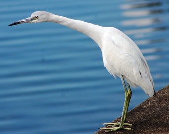 LITTLE BLUE HERON (white phase)