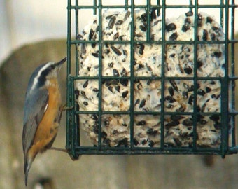 Seed Nut and Insect Suet – Suet – Window Bird Feeder – Chicken Feeder - Organic Bird Suet - Bird Feeder - Bird Feeding Station - Bird Suet