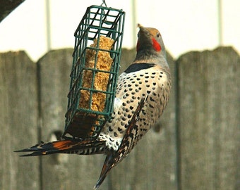 Peanut Crunch Suet – Peanut Suet  – Suet Feeder - Wild Bird Suet - Ground Peanut Feeder - Bird Seed Cakes - Bird Treats - Organic Birdfood