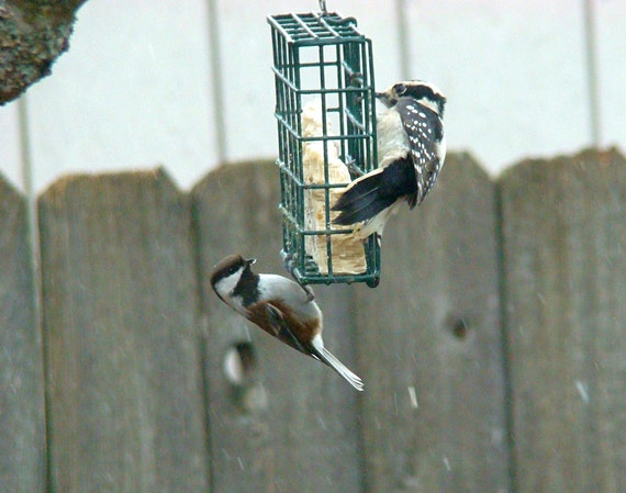 Peanut Butter And Insect Suet Woodpecker Feeder Insect Etsy