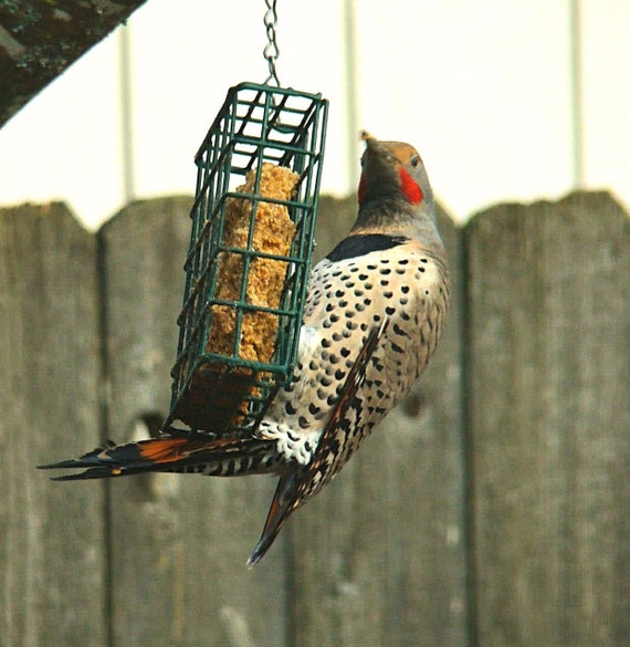 Peanut Butter Suet Peanutbutter Suet Peanut Suet Feeder Etsy