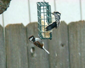 Individual Vegan Suet Cakes – Suet Feeder – Bird Suet - Wild Bird Suet - Bird Food - Nature Lover Gift - Bird Feeder - Backyard Birds