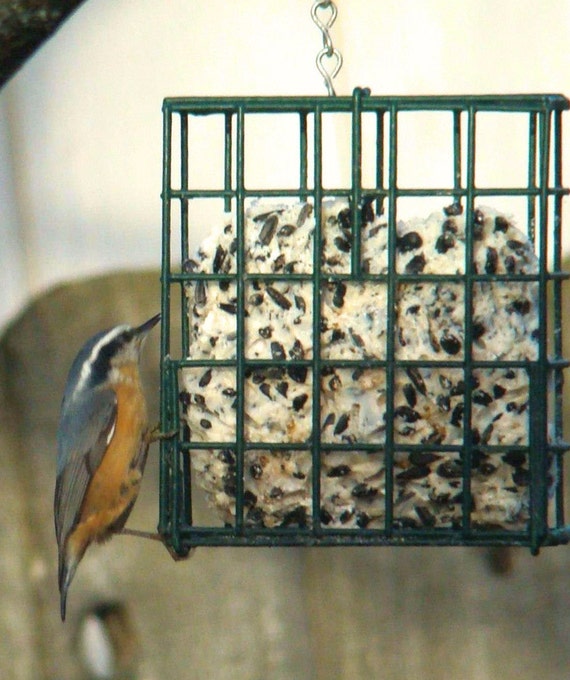 Seed Nut And Insect Suet Suet Window Bird Feeder Chicken Etsy