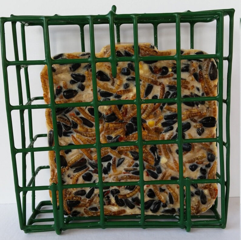 Vegan 12 Pack Suet Bulk Suet Pack Suet Feeder Winter Etsy