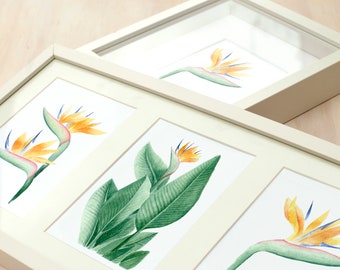 strelitzia - art print