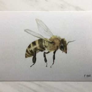 Honey Bee Postcard: 5x7 Art Print
