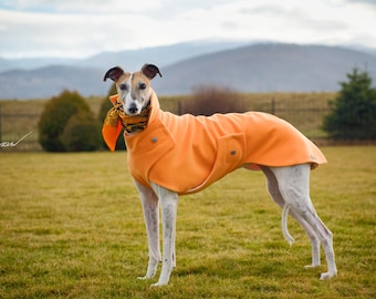 Elegant Galgo Espanol coat of petersham