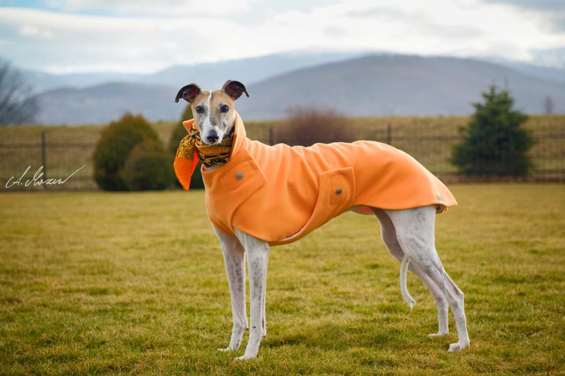 Elegant Galgo Espanol coat of petersham image 1