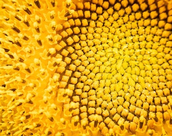 Sunflower Photography, Sunflower Poster, Sunflower Close-Up, Macro, Sunflower Print, Flower Poster, Sunflower Wall Art, Canvas Wrap, Kitchen