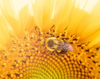 Sunflower Photography, Bumble Bee Print Bee Wall Print, Sunflower Close-Up, Sunflower Print, Flower Poster, Sunflower Wall Art, Canvas Wrap