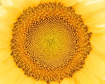 Sunflower Photography, Sunflower Poster, Sunflower Close-Up, Macro, Sunflower Print, Flower Poster, Sunflower Wall Art, Canvas Wrap, Kitchen
