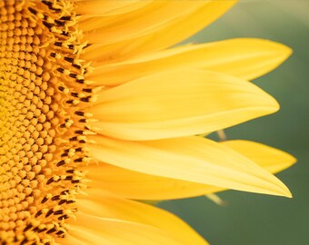 Sunflower Photography, Sunflower Poster, Sunflower Close-Up, Macro, Sunflower Print, Flower Poster, Sunflower Wall Art, Canvas Wrap, Kitchen