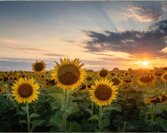 Sunflower Photography, Sunflower Poster, Sunflower Landscape, Sunflower Print, Flower Poster, Sunflower Wall Art, Canvas Wrap