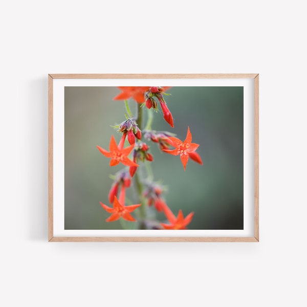Impressão de flores, download digital, arte acessível, arte de flores, botânico, vermelho, arte colorida, decoração de parede, arte para impressão, belas artes, "Scarlet"