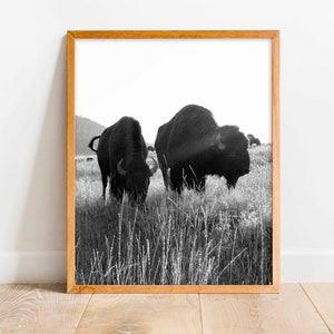 Bison Art, Bison Print, Montana Photography, Montana Print, Wall Decor, Bison, Cowboy Art, Western Art, Montana Made, Montana, Love &quot;Homies&quot;