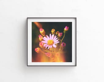 instant download, floral photography, floral print, flower photography, wildflowers, wildflower print, nature photography, art print "Aster"