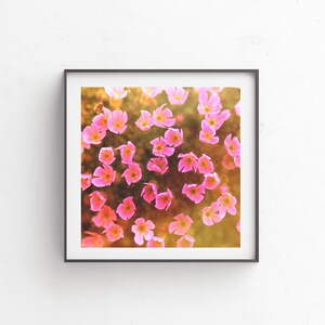 Floral Photography, Floral Art, Bright Art, Wall Decor, Flower Photography, Digital Download, Instant Download, Nature Photography &quot;Pinky&quot;