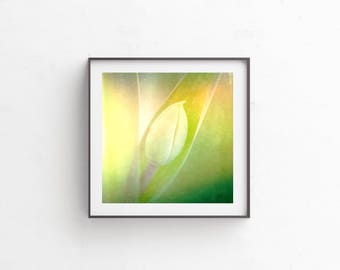 instant download, floral print, flower photography, fine art photography, nature photography, botanical print, botanical photo "Awaiting"