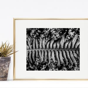 Botanical Art, Botanical Print, Black and White Print, Fine Art, Printable Art, Fern Print, Nature Print, Natural, Black Balancing Act image 4