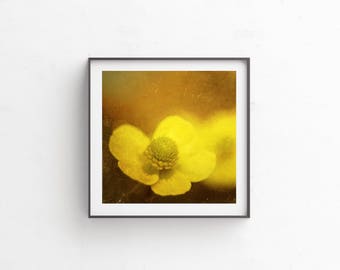 Botanical Print, Botanical Photo, Nature Photography, digital download, printable art, flower art, floral photography, floral art "Butter"