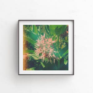 Flower Photography, Nature Photography Print, Digital Download, Instant Download, Floral Wall Art, Botanical Art, Wildflower &quot;MilkHoney&quot;