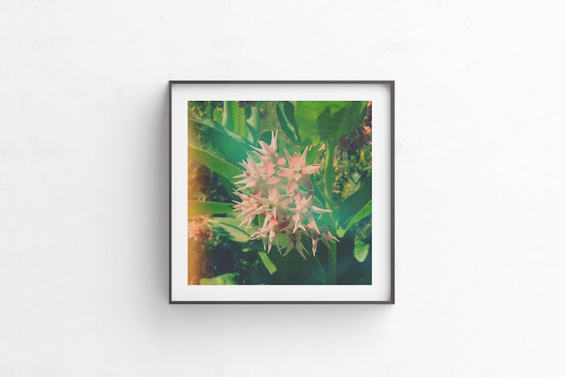 Flower Photography, Nature Photography Print, Digital Download, Instant Download, Floral Wall Art, Botanical Art, Wildflower MilkHoney image 1