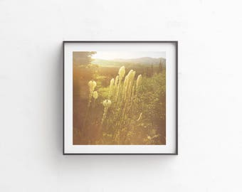 Forest Print, Landscape, Beargrass, Digital Download, Instant Download, Fine Art Photography, Mountain Art, Mountain Print, Sun "Beargrass"