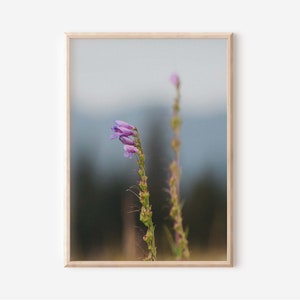 以下が含まれることがあります： ぼやけた背景に、紫色の花が1輪写っているクローズアップ。花はピントが合っていて、背景はぼやけている。花は薄い紫色で、長い茎がある。