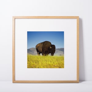 Bison Art, Bison, Fine Art, Wall Art, Digital Download, Printable Art, Colorful Art, Minimal Art, Western Art, Wall Decor &quot;A Good Morning&quot;