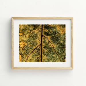 Nature Print, Nature Photography, Autumn, Fall Art, Printable Art, Printable Wall Art, Macro Photography, Gold, Yellow Print, &quot;Leaf Veins&quot;