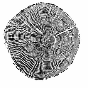 May include: Black and white illustration of a tree trunk cross-section, showing the rings of growth. The rings are concentric circles, with the center of the tree being the smallest circle.