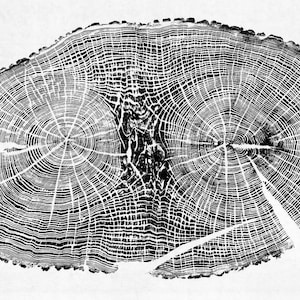 Mighty English Oak - Large Hand printed Tree Ring Art Black Print