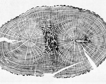 Mighty English Oak - Large Hand printed Tree Ring Art Black Print