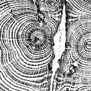 Lawson Cypress &#39;Face&#39; - Black Contemporary handmade Tree Ring Art Print 50x50cm