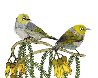 Native New Zealand Tauhou & Kowhai A4 illustrated print