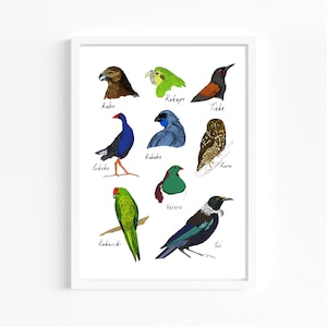 Impresión giclée de aves nativas de Nueva Zelanda / Bellas artes ilustradas / Tamaños A3 y A4 / Arte mural con calidad de archivo