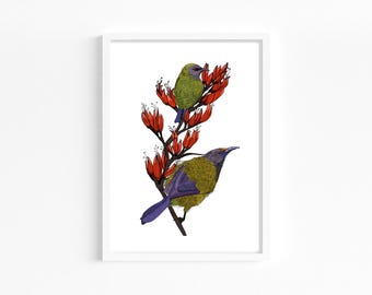 Korimako Bellbird Art Print / Pájaro nativo de Nueva Zelanda Giclée