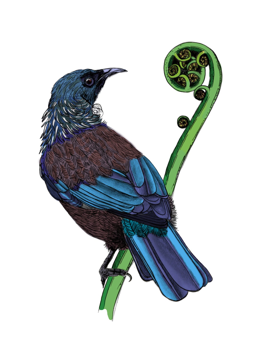 Illustrated New Zealand Tui & Koru A4 Print - Etsy