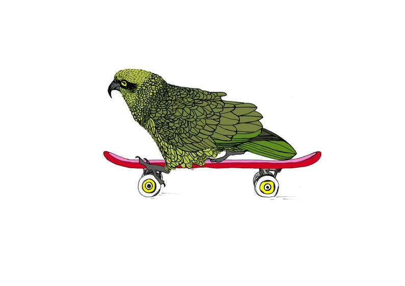 Illustrated Kea on skateboard Print A4A3