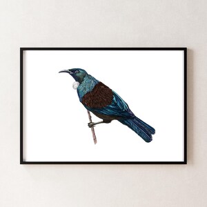 Impresión artística giclée de pájaro Tūī / Ilustración de pájaro nativo de Nueva Zelanda dibujada a mano / Decoración de pared de bellas artes / Calidad de archivo